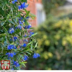 Sollya Heterophylla 'Ultra Blue' -Flourish Flora SOLL KB2764 D