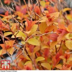 Spiraea Japonica 'Magic Carpet' -Flourish Flora SPIR T58494 C
