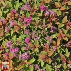 Spiraea Japonica 'Magic Carpet' -Flourish Flora SPIR T58494 D