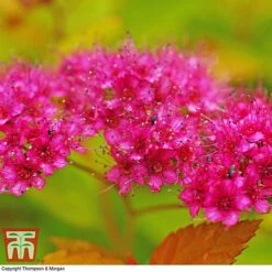 Spiraea Japonica 'Magic Carpet' -Flourish Flora SPIR T58494 E