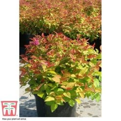 Spiraea Japonica 'Magic Carpet' -Flourish Flora SPIR T58494 F