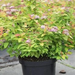 Spiraea Japonica 'Double Play Big Bang' 3 Spiraea Japonica 'Double Play Big Bang' -Flourish Flora SPIR T62083 B h