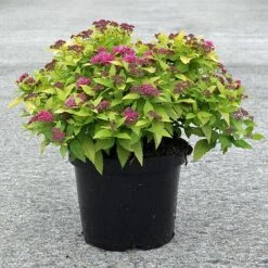 Spiraea Japonica 'Double Play Gold' -Flourish Flora SPIR T62084 B h