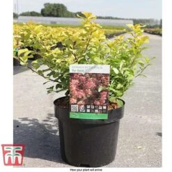 Spiraea Betulifolia 'Tor Gold' -Flourish Flora SPIR T66454 E