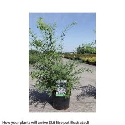 Spiraea Cinerea 'Graciosa' -Flourish Flora SPIR T66456 B h