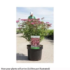 Spiraea Japonica 'Anthony Waterer' -Flourish Flora SPIR T66459 B h