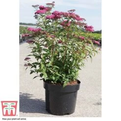Spiraea Japonica 'Neon Flash' -Flourish Flora SPIR T66467 C