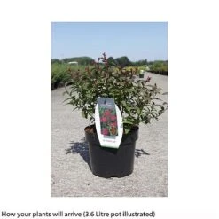 Spiraea 'Superstar' -Flourish Flora SPIR T66470 B h