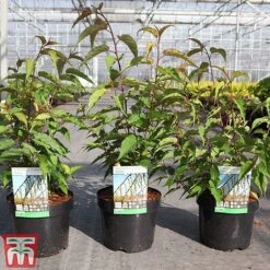 Stachyurus Chinensis 'Celina' -Flourish Flora STAC TKA3530 B