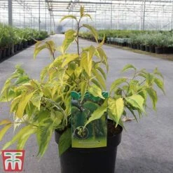 Stachyurus Chinensis 'Joy Forever' -Flourish Flora STAC TKA3534 B