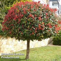 Photinia 'Red Robin' (Standard) -Flourish Flora STAN TCK74037 A1