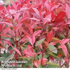 Photinia 'Red Robin' (Standard) -Flourish Flora STAN TCK74037 B