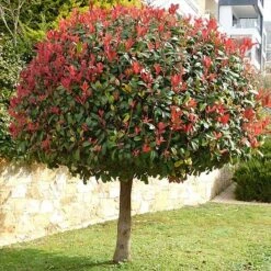 Photinia 'Red Robin' (Standard) -Flourish Flora STAN TCK74037 NOW1