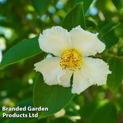 Stewartia Pseudocamellia