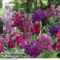 Stock 'Most Scented Mix' -Flourish Flora STOC P6106 C