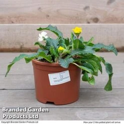 Stock 'Most Scented Mix' -Flourish Flora STOC P6106 F