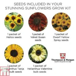 Stunning Sunflower Growing Kit -Flourish Flora STUN TKA1543 E1