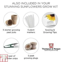Stunning Sunflower Growing Kit -Flourish Flora STUN TKA1543 F1