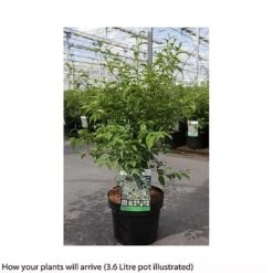 Styrax Japonicus -Flourish Flora STYR T66478 B h