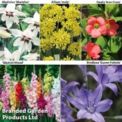 Bulb And Bare Root Collection -Flourish Flora SUMMER BULB COL