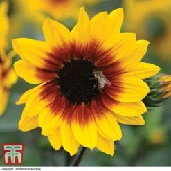 Sunflower SunBelievable™ 'Brown Eyed Girl' 10 Sunflower SunBelievable™ 'Brown Eyed Girl' -Flourish Flora SUNB TKA1036 B