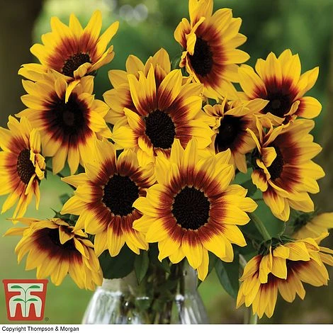 Sunflower SunBelievable™ 'Brown Eyed Girl' 7 Sunflower SunBelievable™ 'Brown Eyed Girl' - Image 7