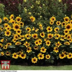 Sunflower SunBelievable™ 'Brown Eyed Girl' 12 Sunflower SunBelievable™ 'Brown Eyed Girl' -Flourish Flora SUNF TKA1036 F