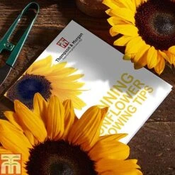 Stunning Sunflower Growing Kit -Flourish Flora SUNF TKA1543 C1