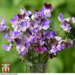 Sweet Pea Duo -Flourish Flora SWE wkb9969 B