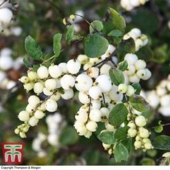 Symphoricarpos 'Magical Galaxy' -Flourish Flora SYMP 6648 A2