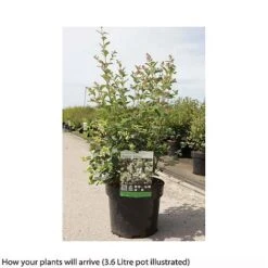 Symphoricarpos 'Magical Galaxy' -Flourish Flora SYMP T66484 B h