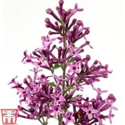 Lilac 'Bloomerang Dark Purple' -Flourish Flora SYRI T68533 A