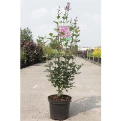 Lilac 'Bloomerang Dark Purple' -Flourish Flora SYRI T68533 B h