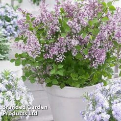 Syringa Flowerfesta® Collection -Flourish Flora SYRI FFESTAPUR S487651
