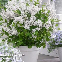 Syringa Flowerfesta® Collection -Flourish Flora SYRI FFESTAWHI S48768