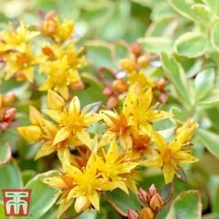 Sedum Kamtschaticum Var. Floriferum 'Weihenstephaner Gold'