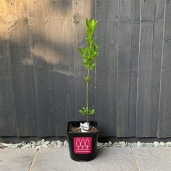 Spindle (Euonymus Europaeus) Grown By Cotswold Trees -Flourish Flora Spindle