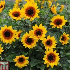 Sunflower SunBelievable™ 'Brown Eyed Girl' 9 Sunflower SunBelievable™ 'Brown Eyed Girl' -Flourish Flora Sunbelieveable 2
