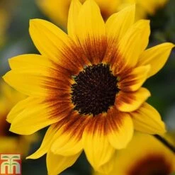 Sunflower SunBelievable™ 'Brown Eyed Girl' 11 Sunflower SunBelievable™ 'Brown Eyed Girl' -Flourish Flora Sunvbelievable 1