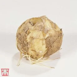 Fritillaria Imperialis 'Red' 7 Fritillaria Imperialis 'Red' -Flourish Flora T10516 FRIT 1