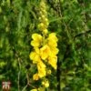 Verbascum Olympicum