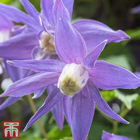 Clematis 'Frances Rivis' 1 Clematis 'Frances Rivis'