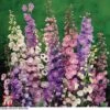 Delphinium 'Pacific Giants Mixed'
