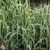 Arundo Donax 'Variegata'