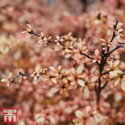 Berberis Thunbergii 'Golden Dream' -Flourish Flora T66069 BERB 1