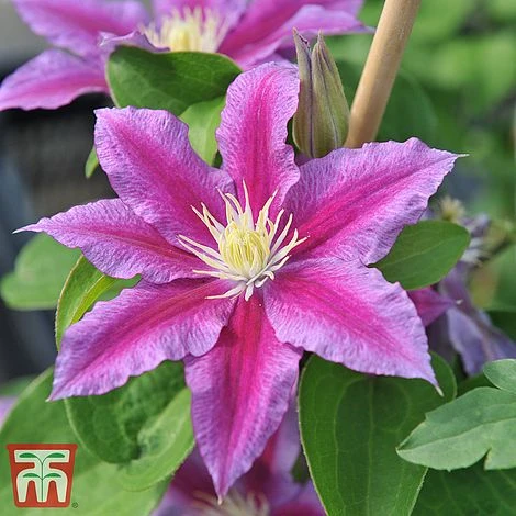 Clematis 'Red Pearl' 1 Clematis 'Red Pearl'
