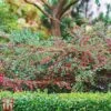 Cotoneaster Horizontalis 'Variegatus'