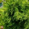 Cryptomeria Japonica 'Vilmoriniana'