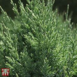 Juniperus Chinensis 'Stricta' -Flourish Flora T66271 JUNI 2