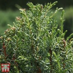 Juniperus Communis 'Arnold' -Flourish Flora T66272 JUNI 2
